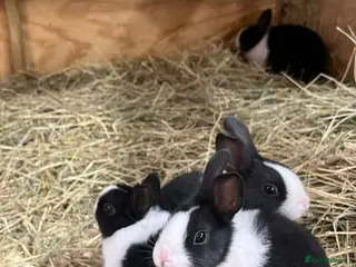 Dutch rabbits Dutch Baby Rabbits - Advert 2