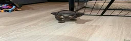 Miniature Dachshund dogs for sale: Miniature short haired dachshund - Advert 6