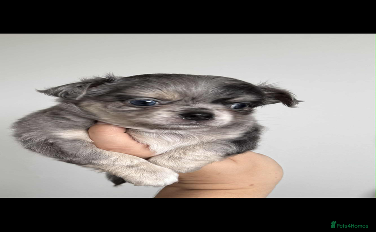 Chihuahua dogs - Advert 2
