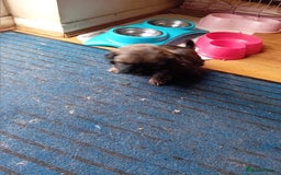 Shih Tzu dogs for sale: 6 Shih tzu puppies for sale - Image 8