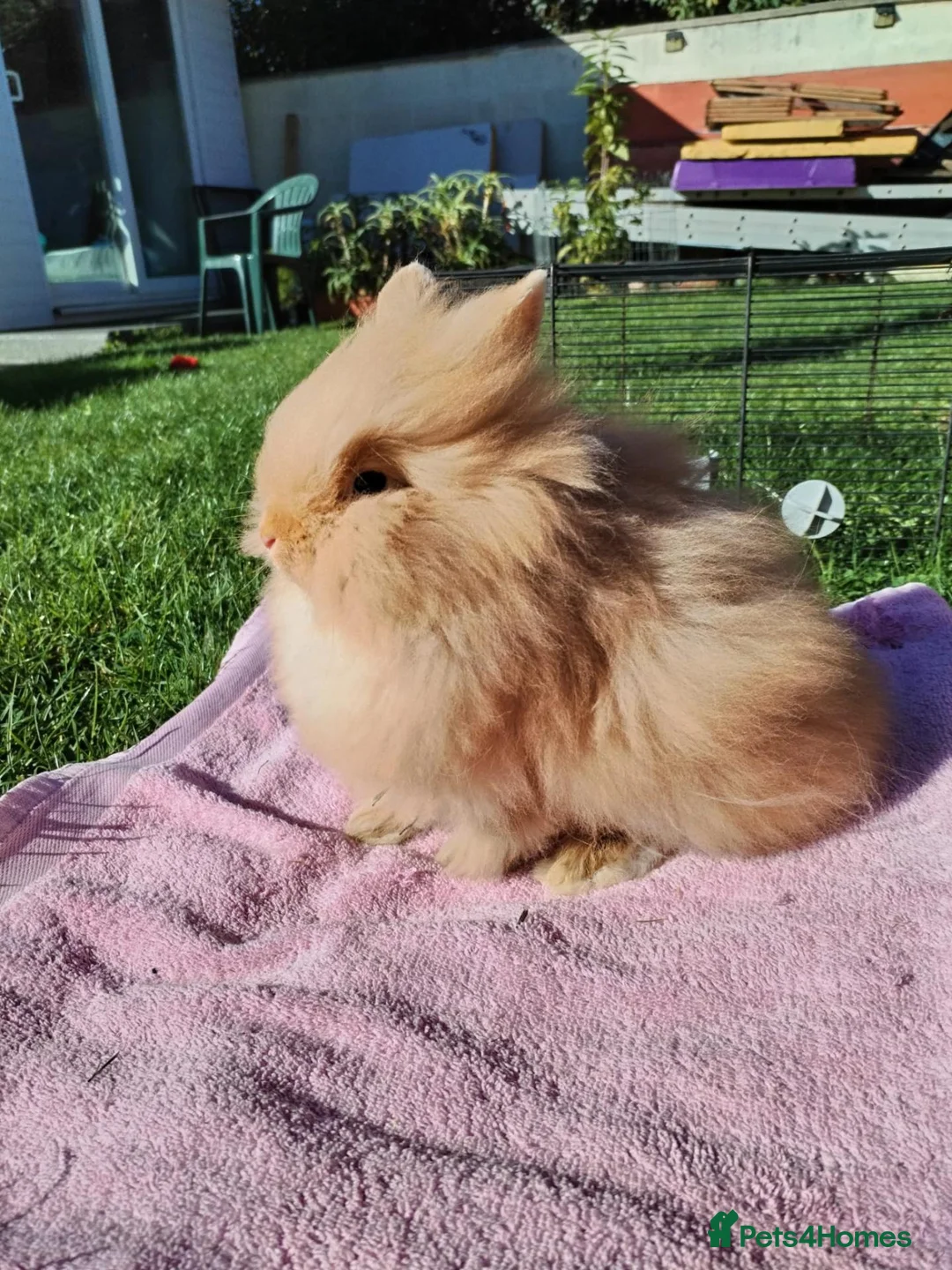 Lionhead rabbits for sale: Double Mane Lion Head Bunnies - Advert 1