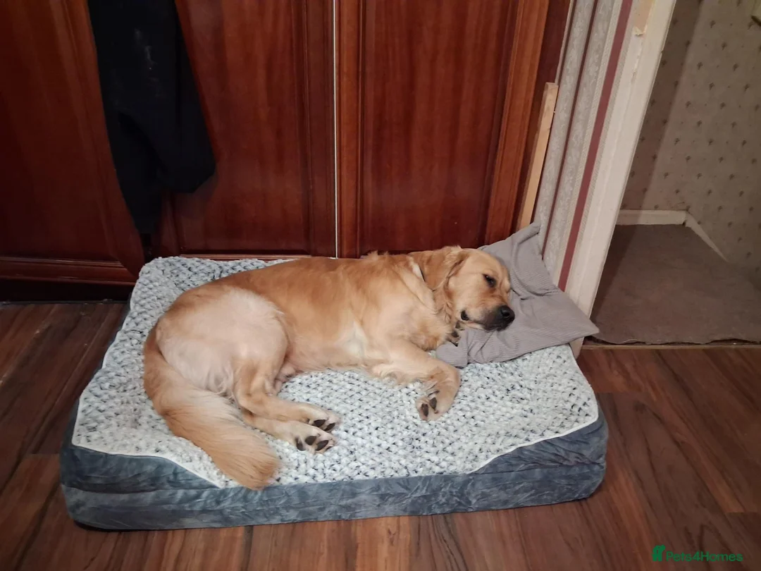Golden Retriever dogs for stud: Charlie in Twickenham - Advert 2