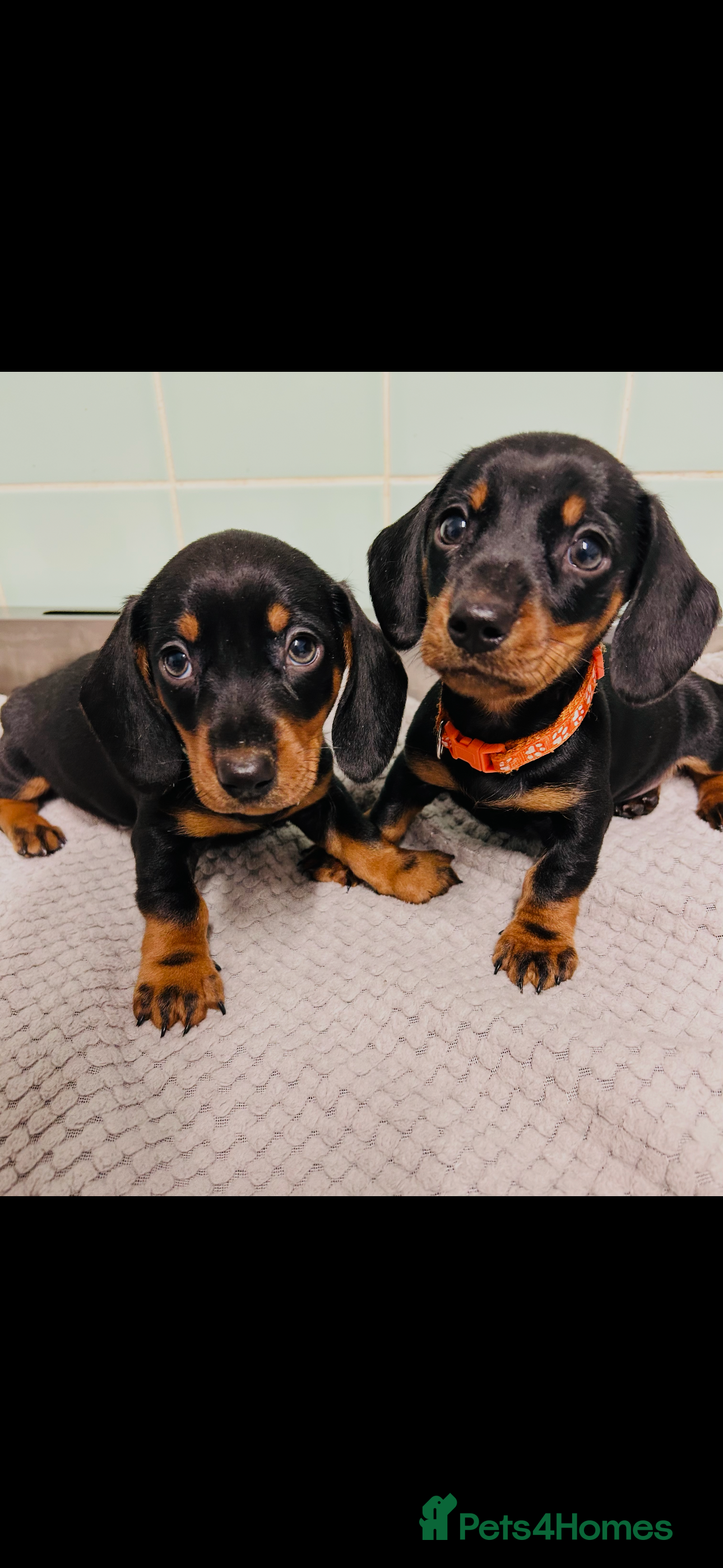 Miniature Dachshund dogs Very beautiful miniature dachshund puppies - Advert 2