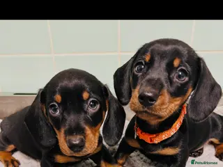 Miniature Dachshund dogs Very beautiful miniature dachshund puppies - Advert 6