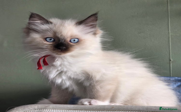 Ragdoll cats - Advert 14