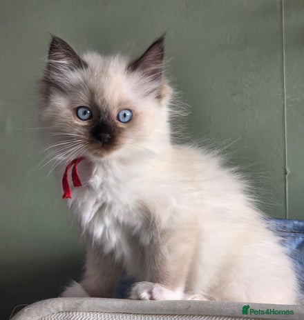 Ragdoll cats - Advert 16