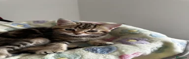 Mixed Breed Kitten 6