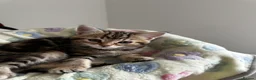 Mixed Breed cats for sale: Beautiful Tabby Kittens Looking for Loving Homes  in Dartford - Advert 21