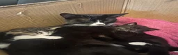 British Shorthair cats for sale: 3 British shorthair kittens - Advert 9