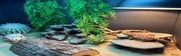 Bearded Dragon reptiles for sale: Bearded Dragon and set up  - Advert 2