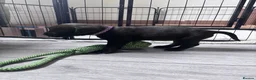 Mixed Breed dogs for sale: Great Rottie (Dane Weiler) Puppies - Advert 7