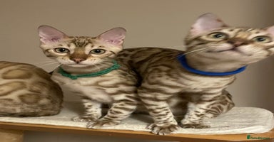 Bengal cats - Advert 3
