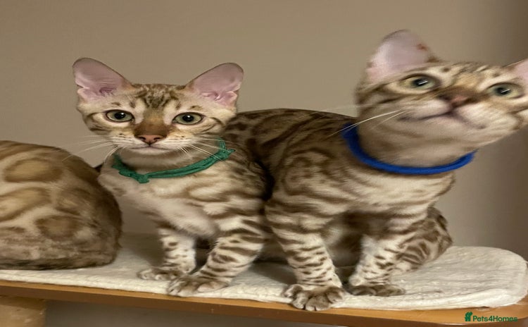 Bengal cats  Beautiful Bengals able to leave. - Advert 1