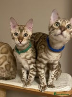 Bengal cats - Advert 3