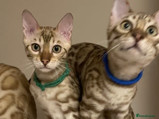 Bengal cats Beautiful Bengals able to leave. - Advert 1