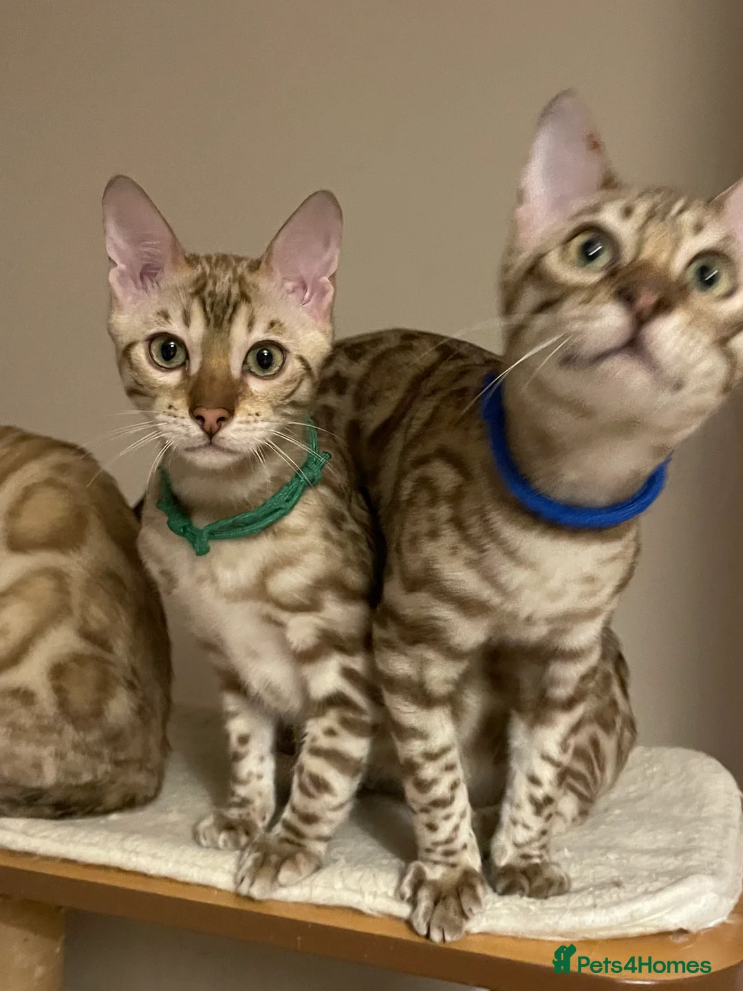 Bengal cats for sale:  Beautiful Bengals able to leave. - Advert 11