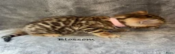Bengal cats for sale: 🎬 Little Leopard Diaries | TICA Bengal Kittens 🌟 - Advert 14