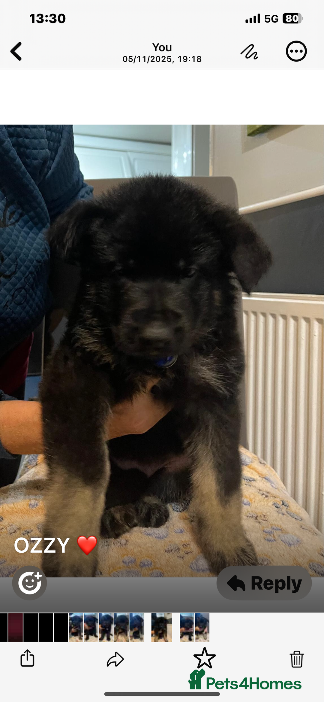 German Shepherd dogs for sale: KC Registered Big Bouncy German Shepherd Puppies - Advert 14