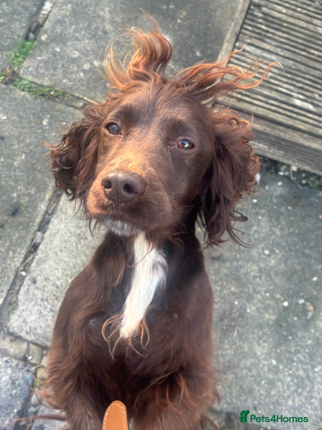Cocker Spaniel dogs for sale: Chocolate tiny cocker - Advert 2