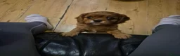 Cavalier King Charles Spaniel dogs for sale: Charming Cavalier King Charles Spaniel Puppies in Hyde - Advert 2