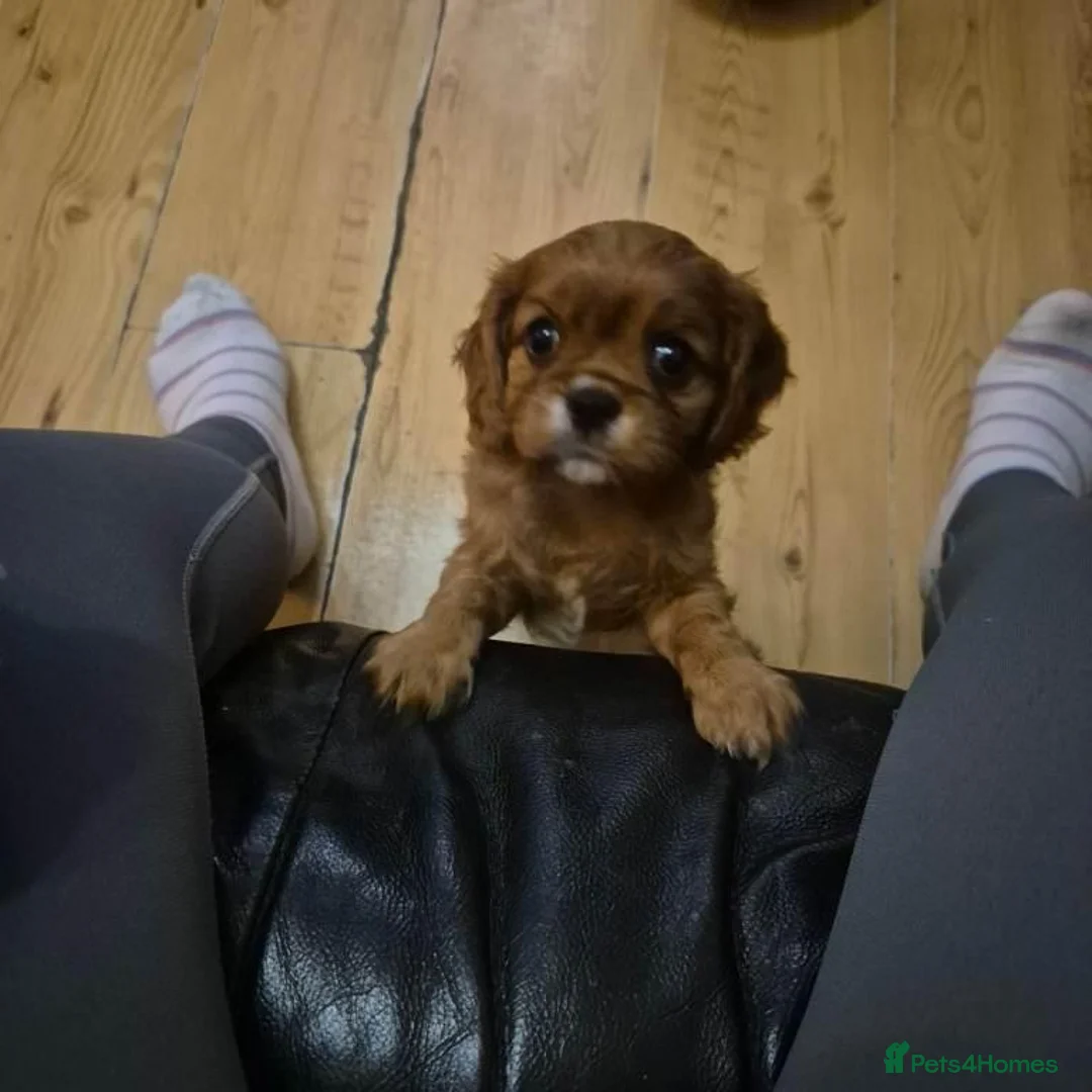 Cavalier King Charles Spaniel dogs for sale: Charming Cavalier King Charles Spaniel Puppies in Hyde - Advert 2