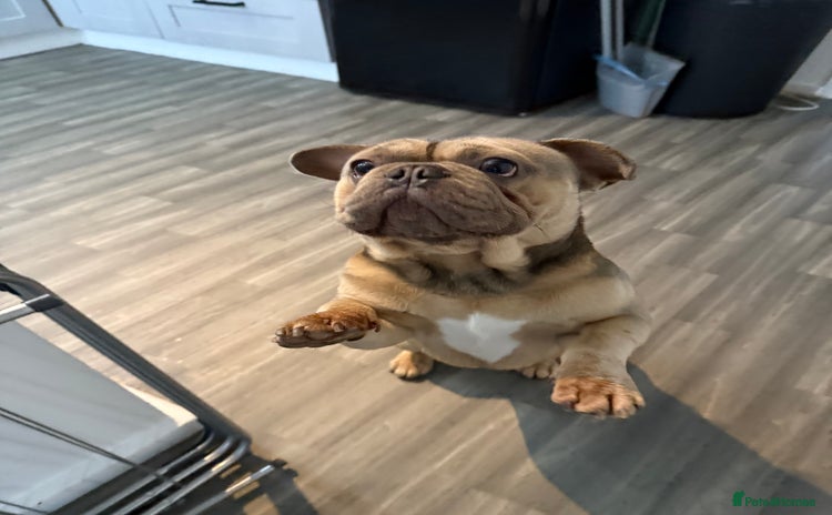 French Bulldog dogs - Advert 1