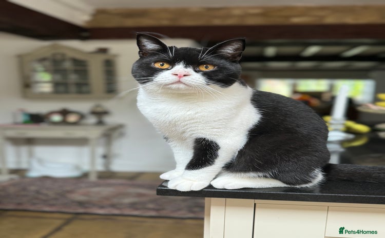 British Shorthair cats - Advert 15
