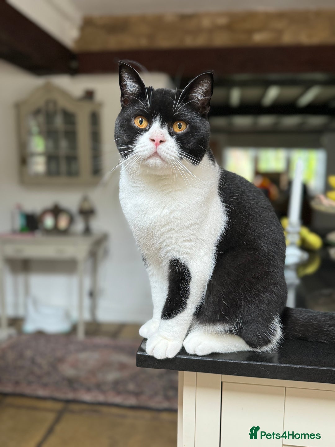 British Shorthair cats for sale: Pedigree British Shorthair colourpoint boy - Advert 1