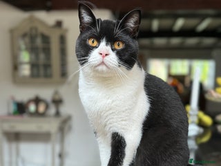 British Shorthair cats - Advert 15