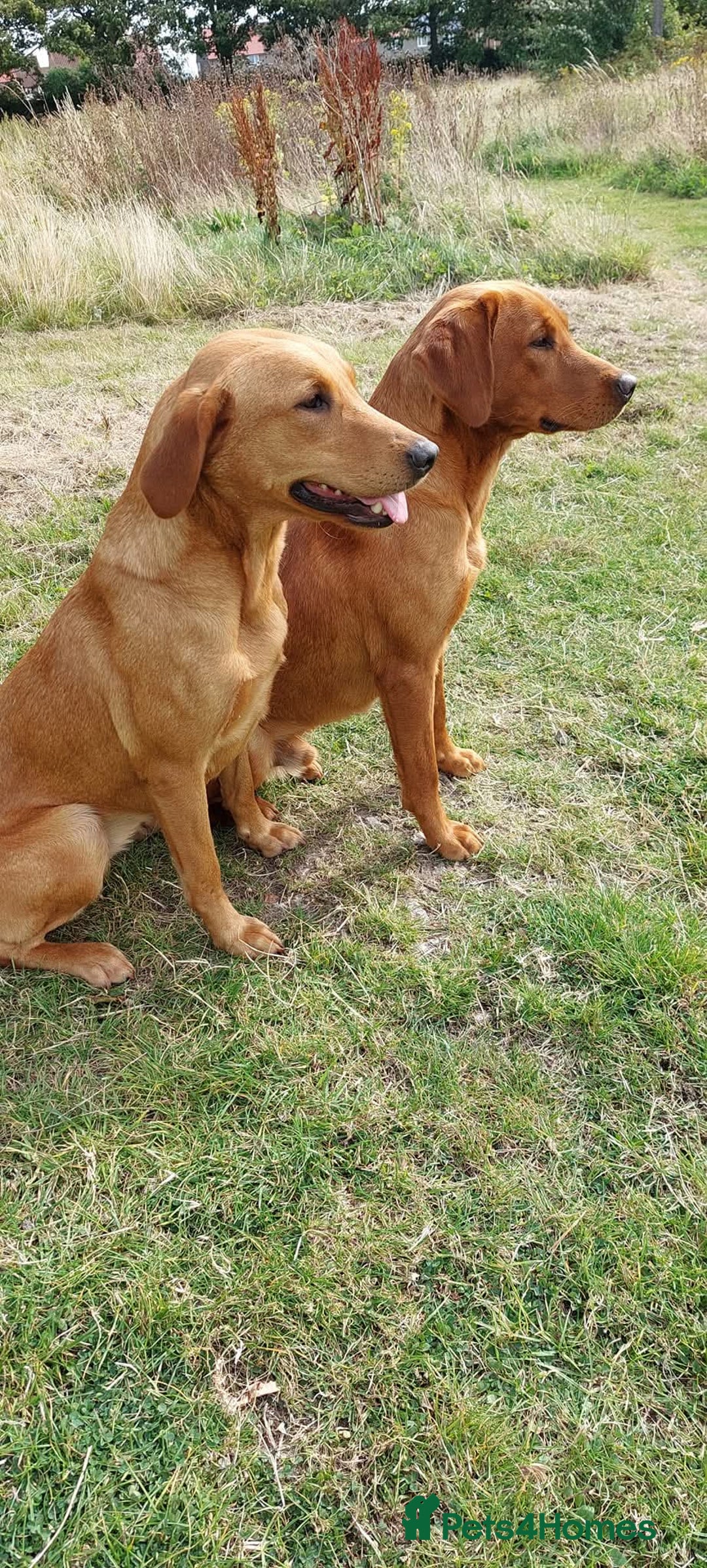 Labrador Retriever dogs for sale: Labrador Retriever litter - Advert 1
