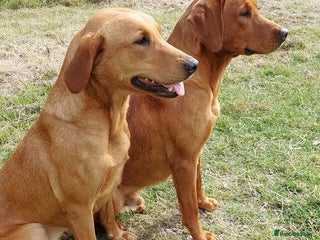Labrador Retriever dogs Labrador Retriever litter - Advert 1