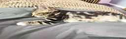 Domestic Shorthair cats for sale: 1 year old female cat - Advert 3