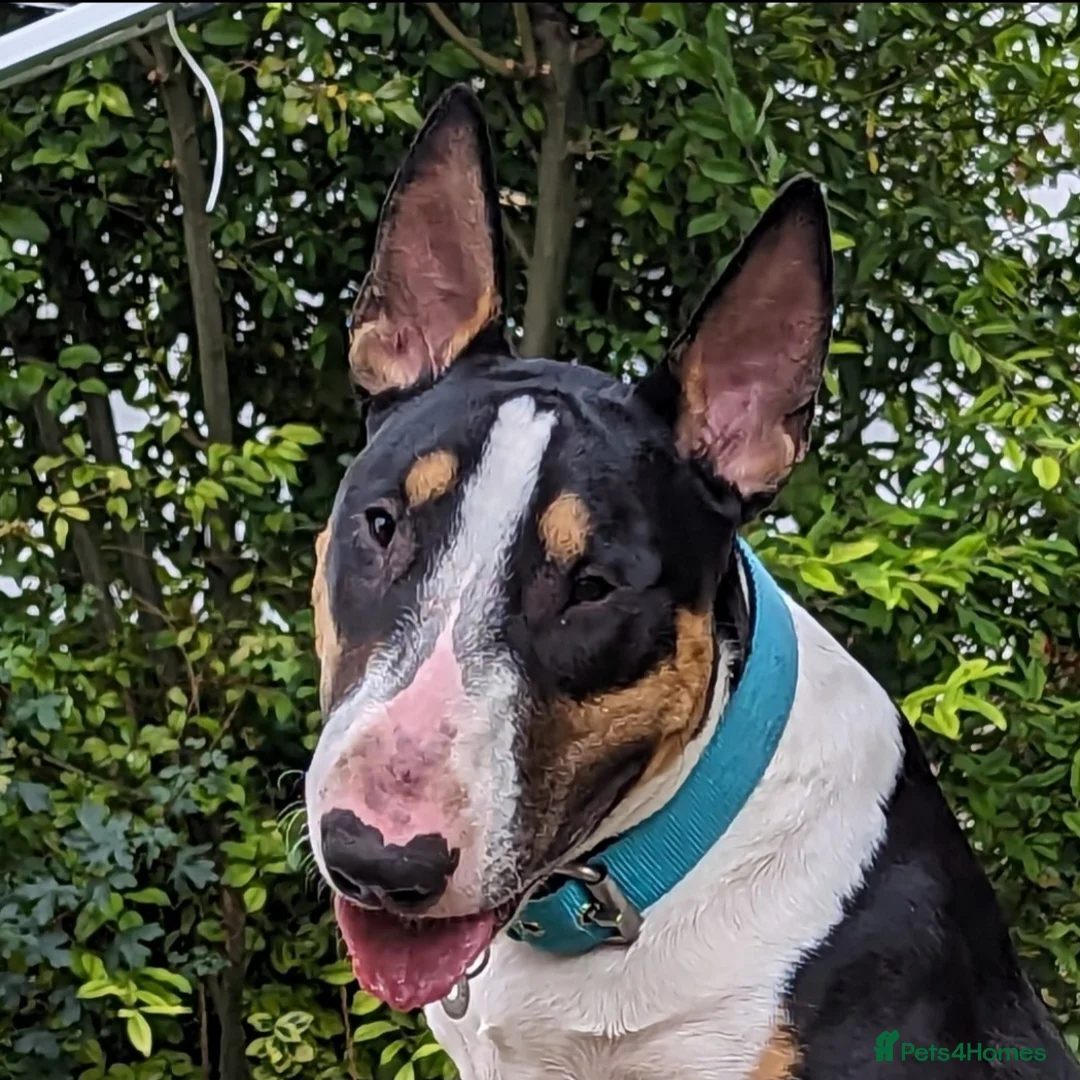English Bull Terrier dogs for stud: Two very stunning boys for stud in Fordingbridge - Advert 4