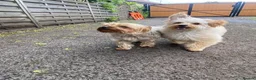 Mixed Breed dogs for sale: Adorable Chorkiepoo puppies  - Advert 4
