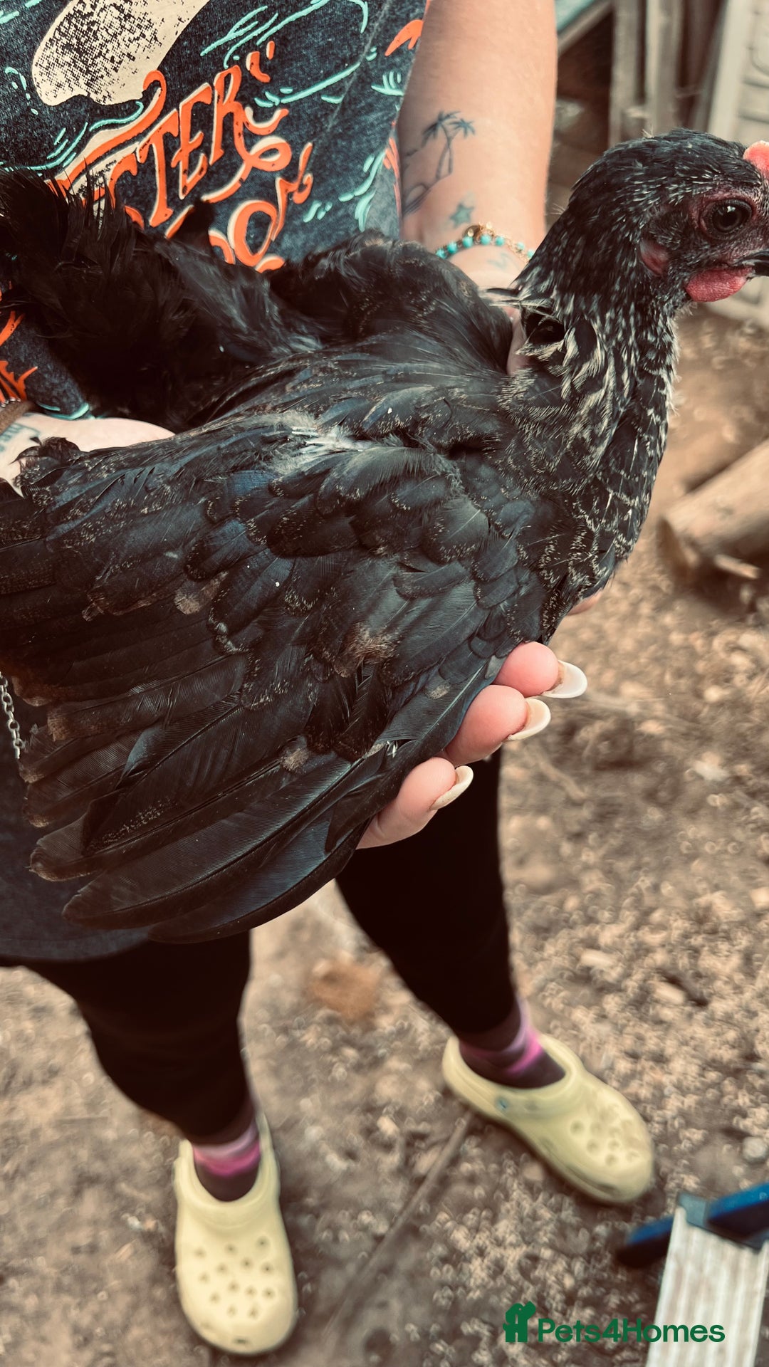 Chickens poultry for sale: Beautiful rare Norfolk grey cockerels - Image 9