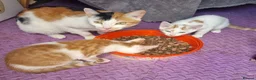 Mixed Breed cats for sale: 2 GINGER&WHITE kittens left 1 male and 1 female  in Wakefield - Advert 1
