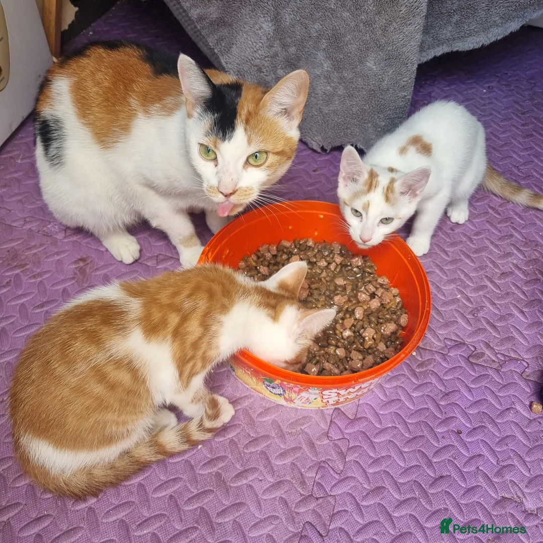Mixed Breed cats for sale: 2 GINGER&WHITE kittens left 1 male and 1 female  in Wakefield - Advert 1