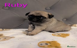 Pug dogs for sale: Pug Puppies - Image 4