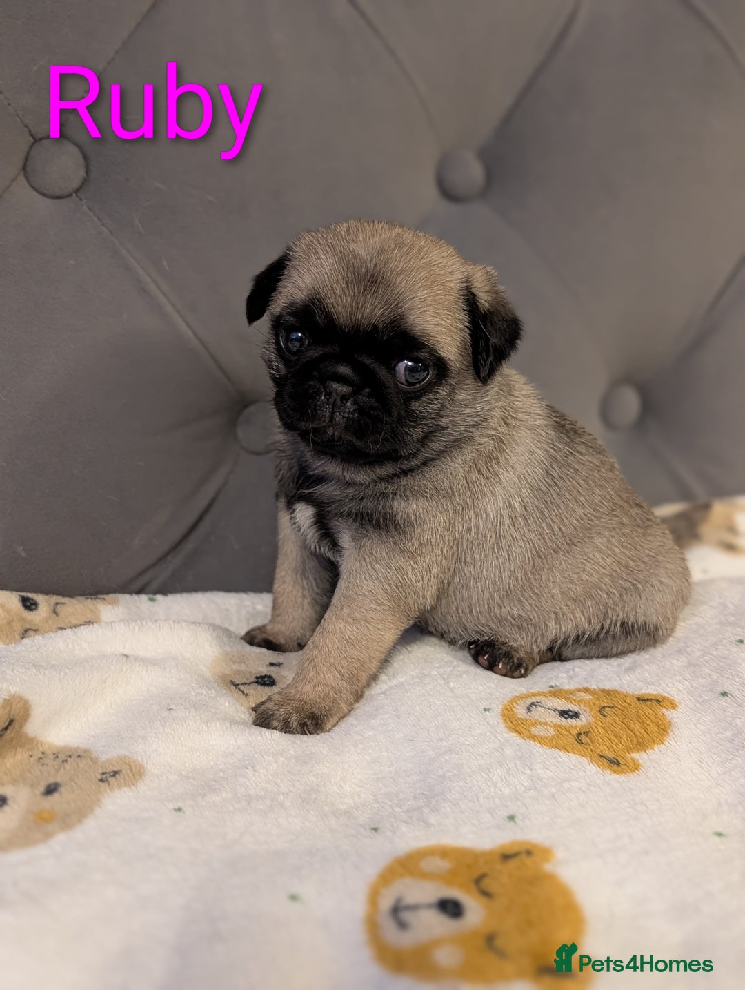 Pug dogs for sale: Pug Puppies - Image 4