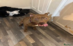 Mixed Breed dogs for sale: Bella - Image 1