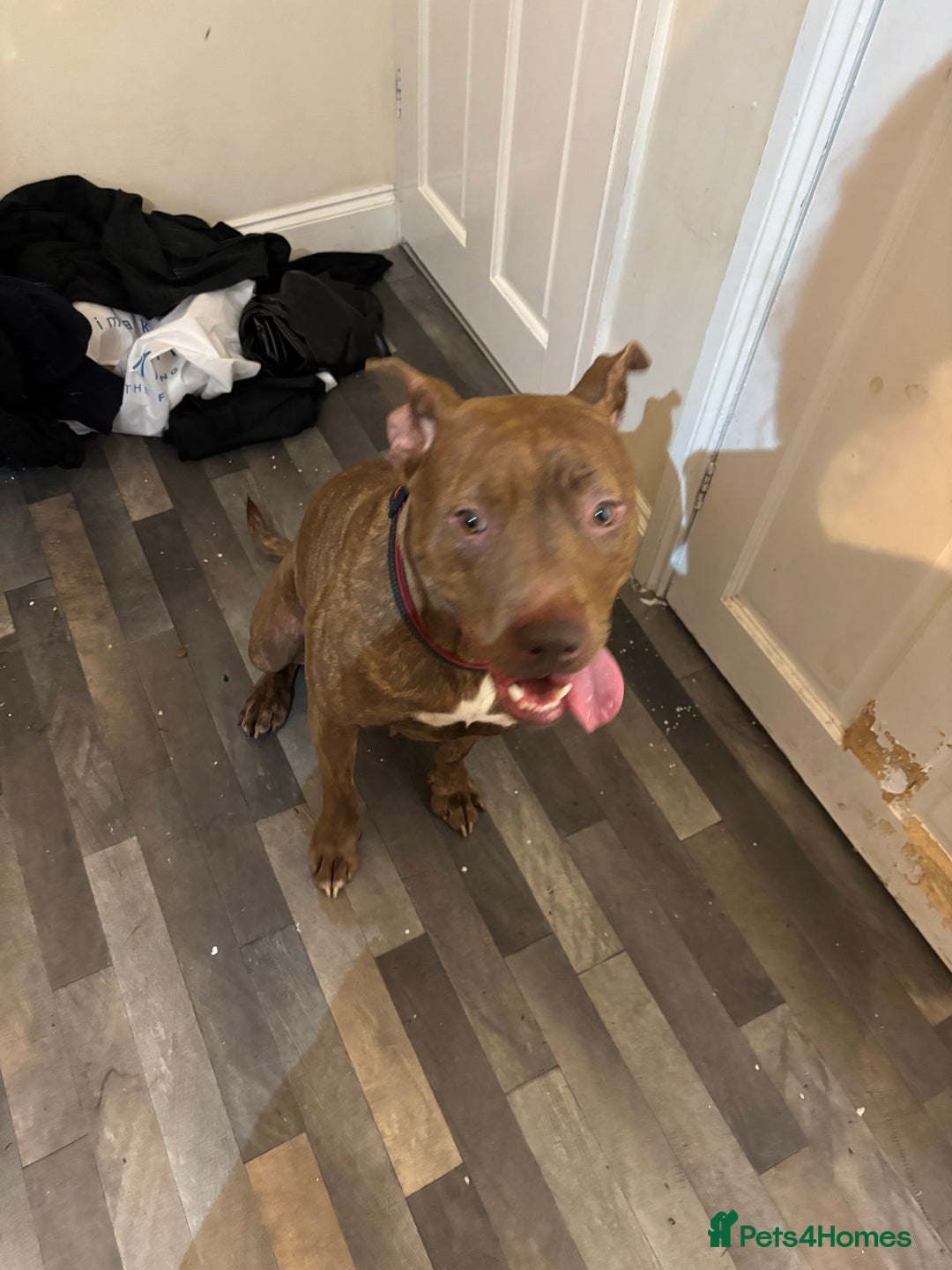 Mixed Breed dogs for sale: Bella - Image 1