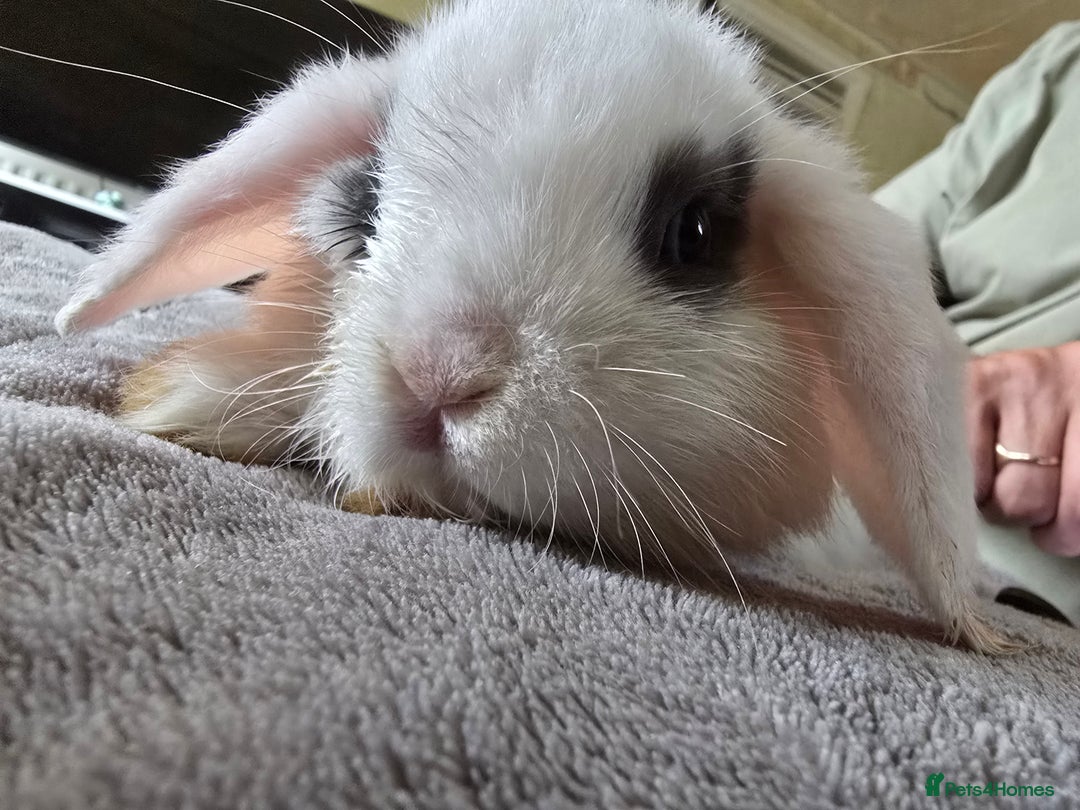 Mini Lop rabbits for sale: Mini lop baby girl ready now - Image 6