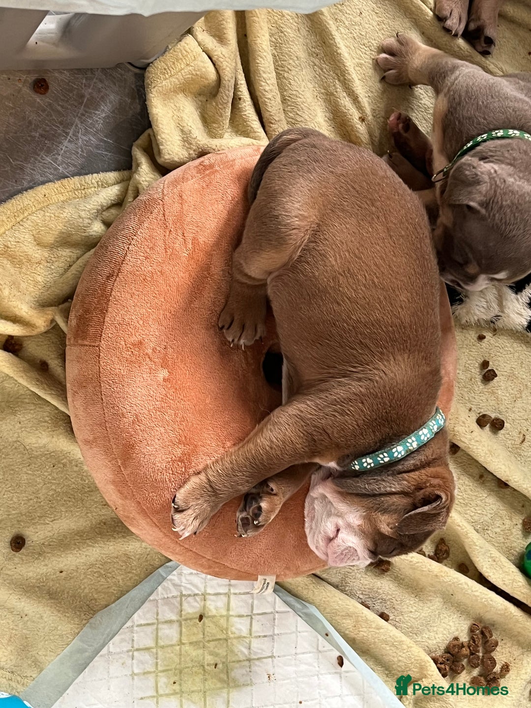 English Bulldog dogs for sale: new english bull dog - Image 23