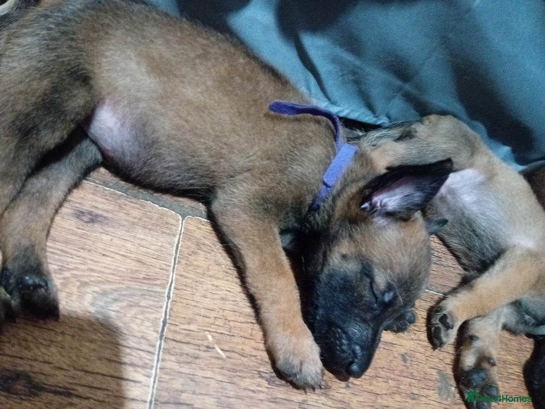 Belgian Shepherd Dog dogs for sale: Belgian malinois puppies for sale  - Image 3