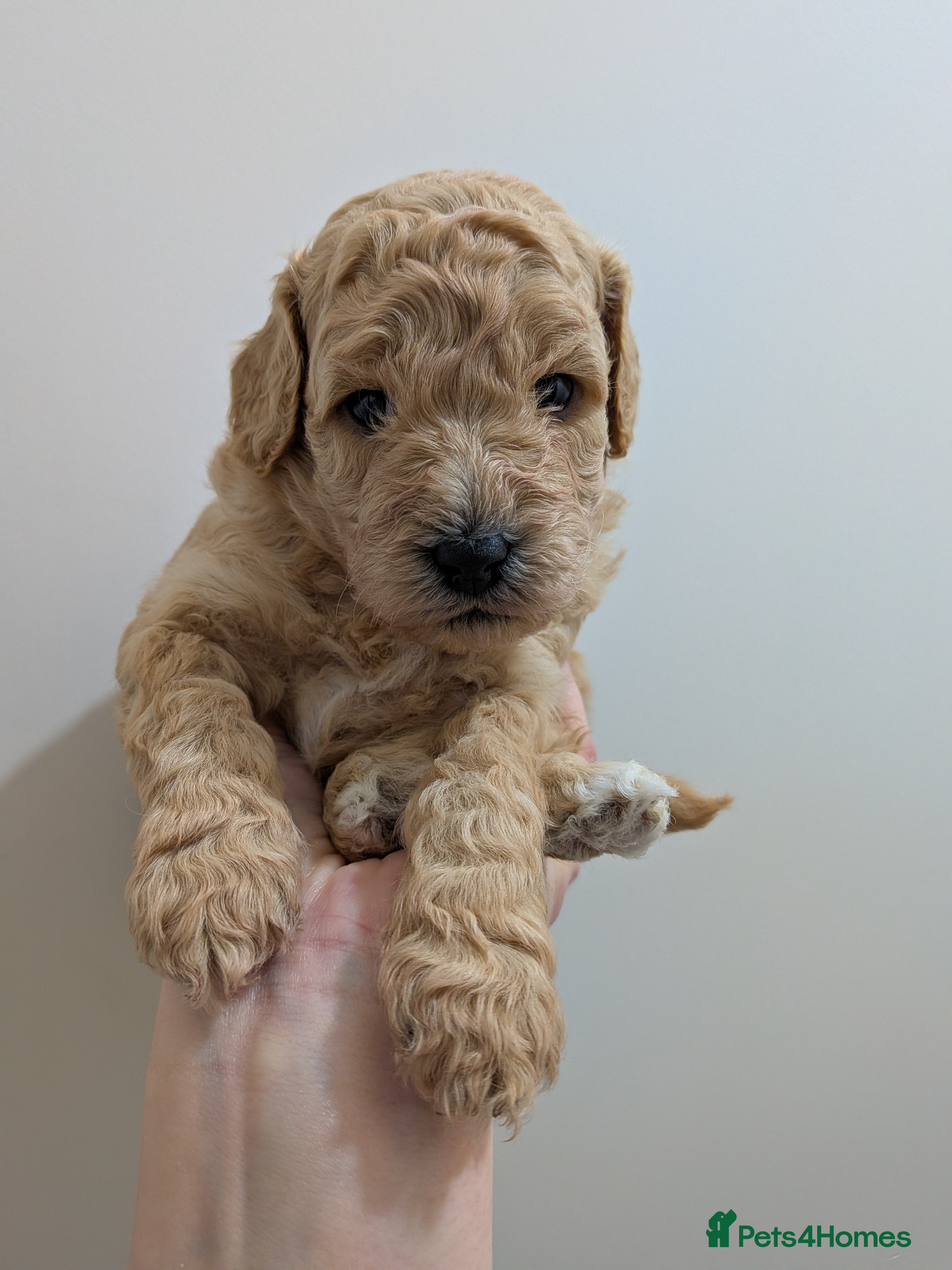 Lhasapoo dogs 4 gorgeous male lhasapoo puppies  - Advert 8