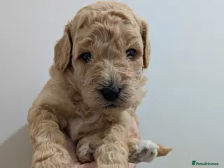 Lhasapoo dogs 4 gorgeous male lhasapoo puppies - Advert 8