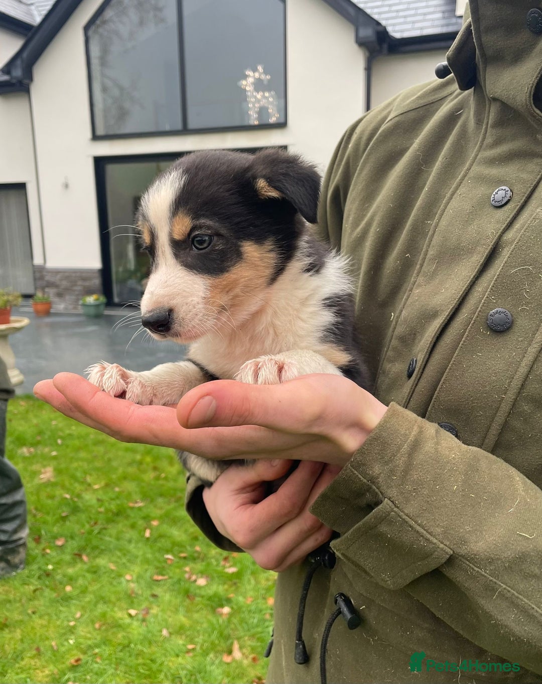 Border Collie dogs for sale: 8 Border Collie Puppies - Advert 5