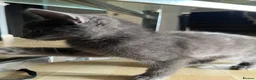 Mixed Breed cats for sale: Beautiful kittens for sale  - Advert 7