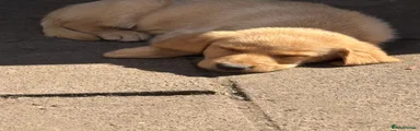 Labrador Retriever Puppy 6