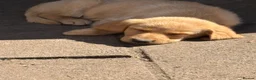Labrador Retriever dogs for sale: Beautiful litter of mixed puppies  - Advert 5